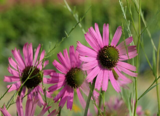 Dlouhověké trvalky - Třapatkovka tennessijská