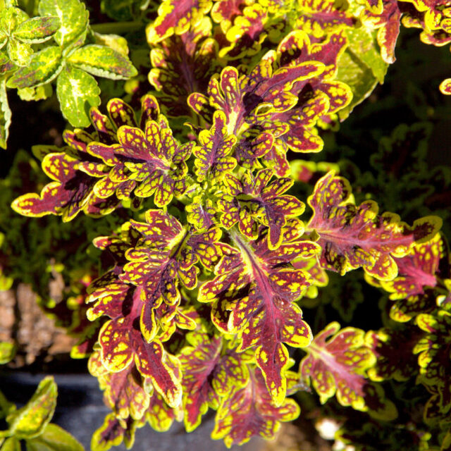 Okrasné kopřivy -kultivary