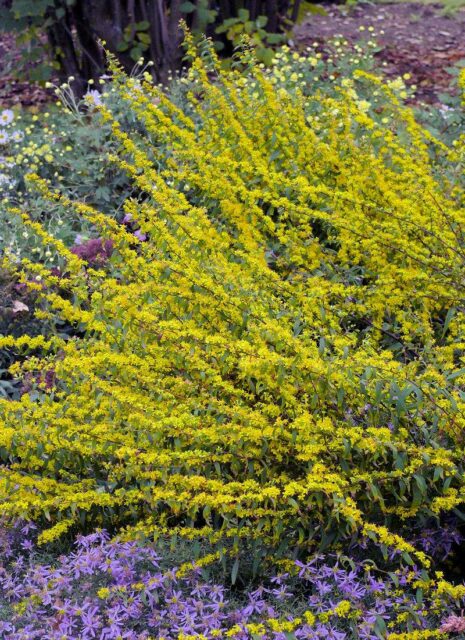 Dlouhověké trvalky - Zlatobýl