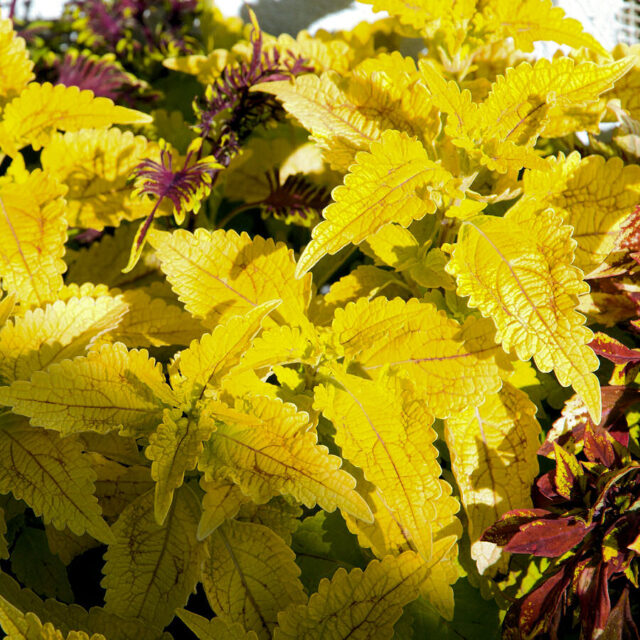 Okrasné kopřivy -kultivary