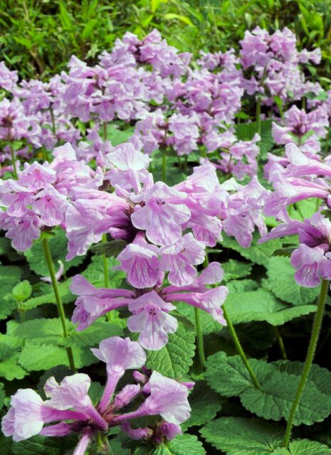 Dlouhověké trvalky - Čistec velkokvětý