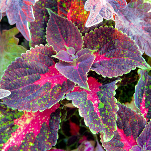 Okrasné kopřivy -kultivary