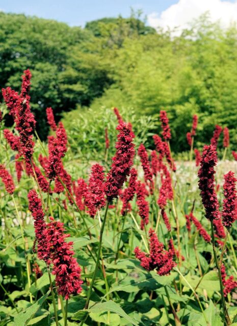 Dlouhověké trvalky - rdesno objímavé