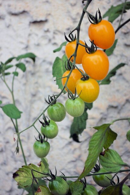 Odrůdy rajčat - Appleberry Yellow F1