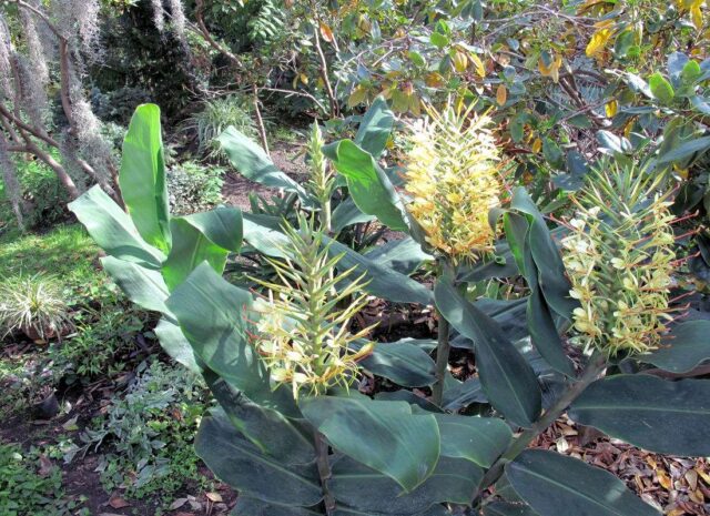 Květenství motýlovce