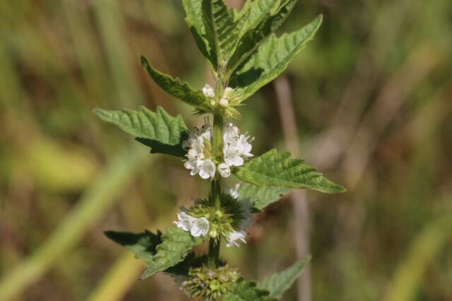 Václav Větvička o vlcích v zahradě