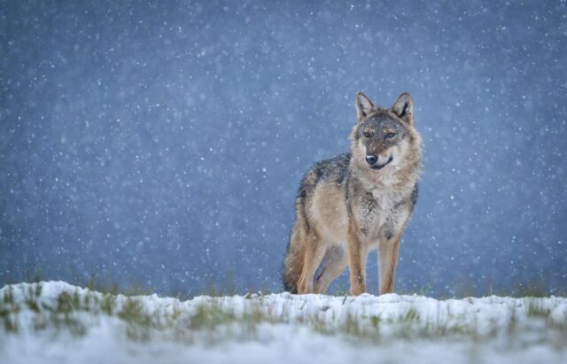 Václav Větvička o vlcích v zahradě