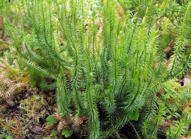 Václav Větvička o vlcích v zahradě