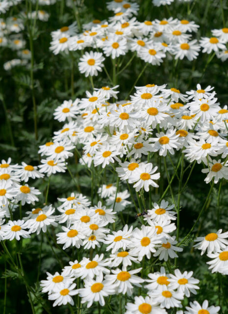 Opomíjené trvalky - Tanacetum