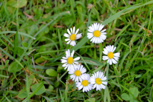 Jarní bylinky - sedmikráska