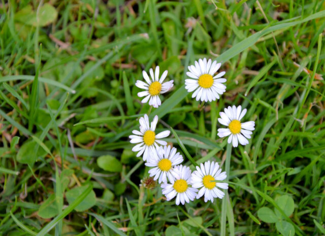 Jarní bylinky - sedmikráska