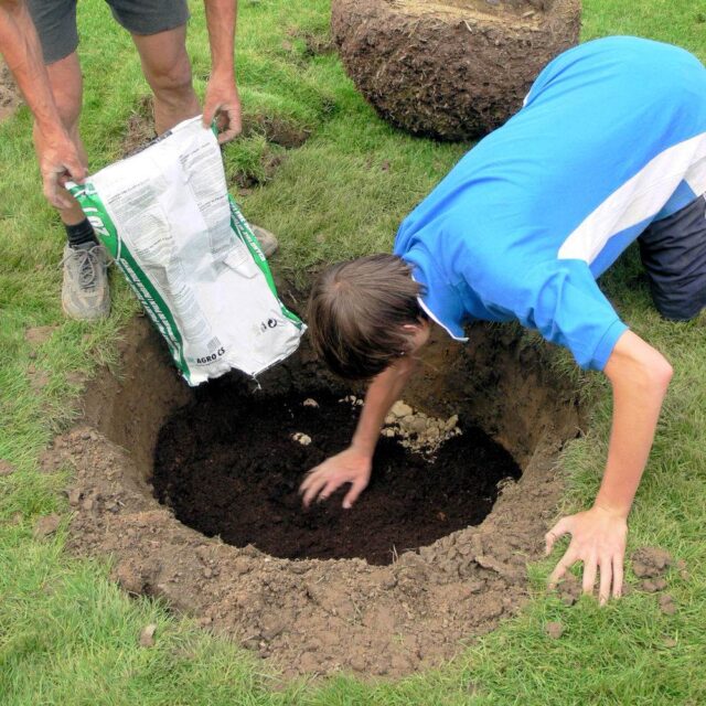 Sázení stromku, příprava jámy