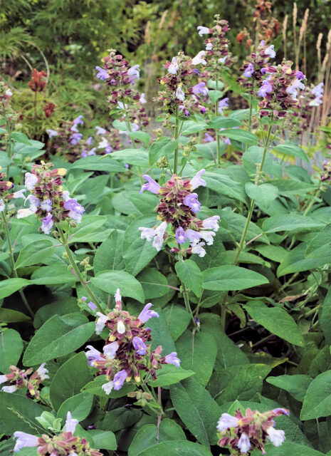 Opomíjené trvalky - Salvia