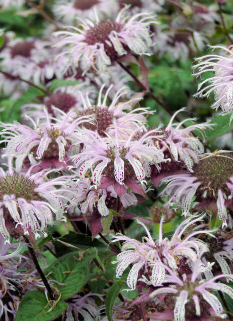 Opomíjené trvalky - Monarda