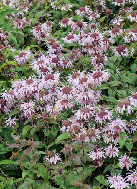 Opomíjené trvalky - Monarda