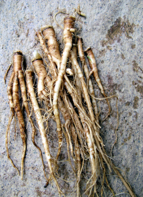 Jarní bylinky - kořen pampelišky