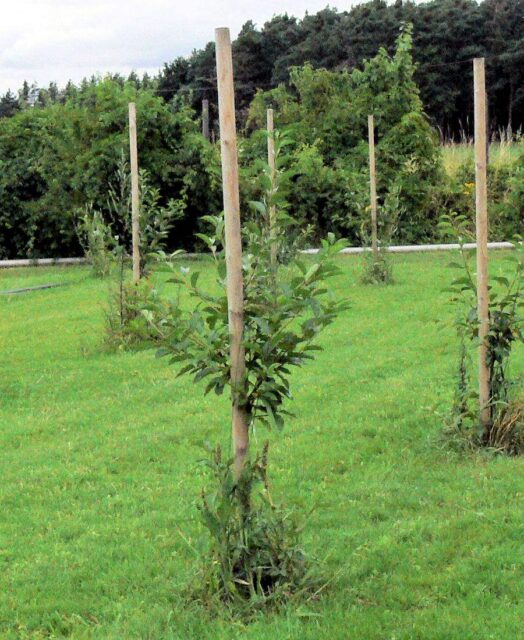 Než strom bezpečně zakoření, neobejde se bez stabilní opory