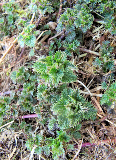 Jarní bylinky - kopřiva