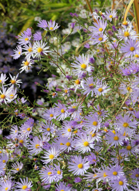 Opomíjené trvalky - Aster