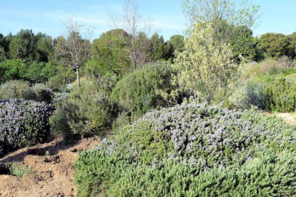 Rozmarýny - matečné rostliny