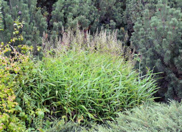 Opomíjené trvalky - Spodiopogon