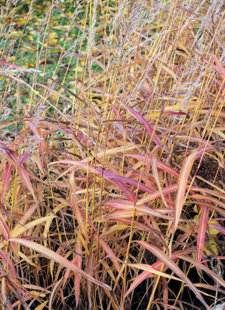 Opomíjené trvalky - Spodiopogon