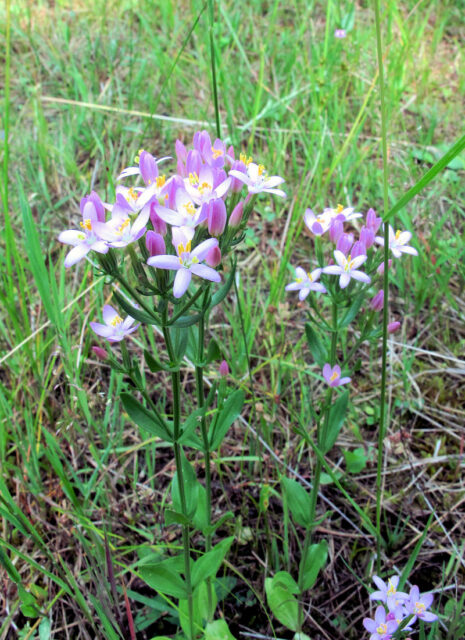 Jarní bylinky - zeměžluč