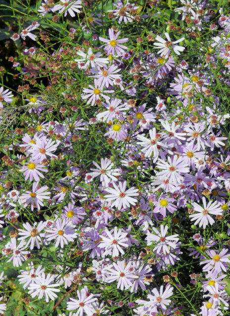 Opomíjené trvalky - Aster