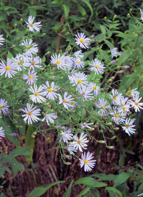 Opomíjené trvalky - Aster