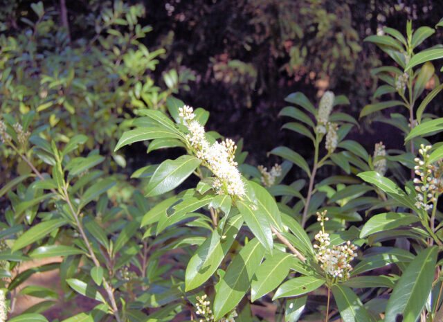 Bobkovišeň - květ