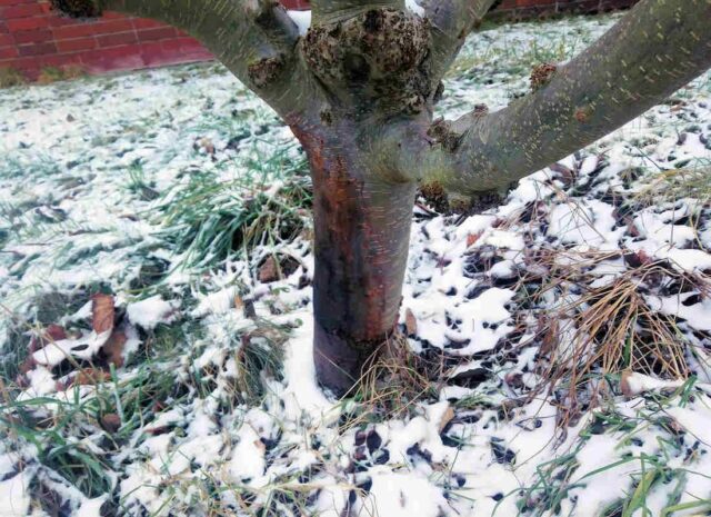 Korová nekróza na jabloni