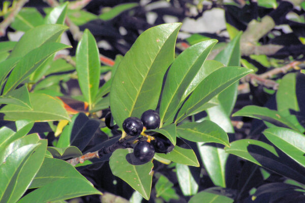 Bobkovišeň - plody