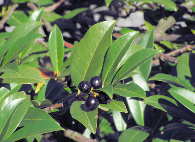 Bobkovišeň - plody