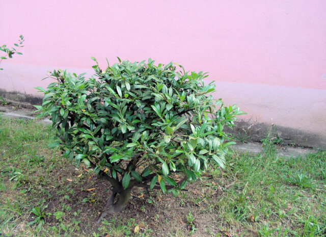 Ostříhaný keř bobkovišně - léto