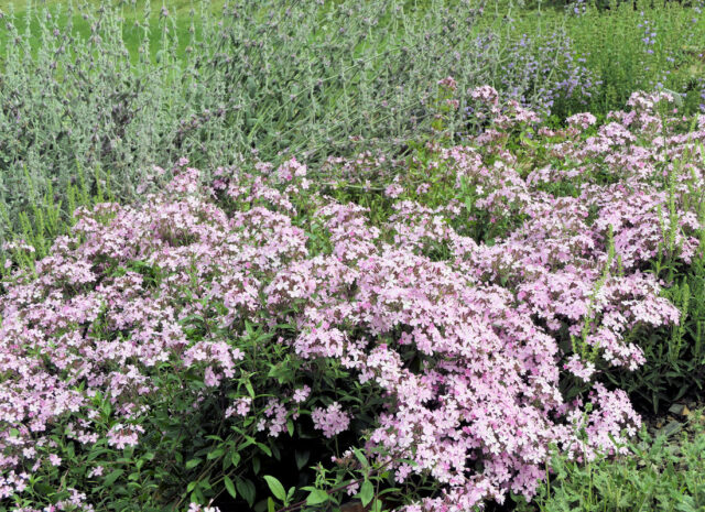 Opomíjené trvalky - Saponaria