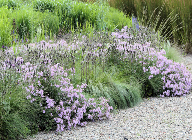 Opomíjené trvalky - Saponaria