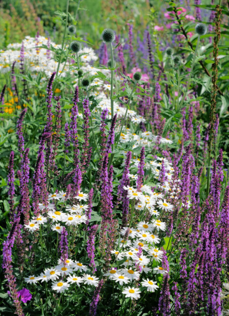 Opomíjené trvalky - Tanacetum a šalvěj