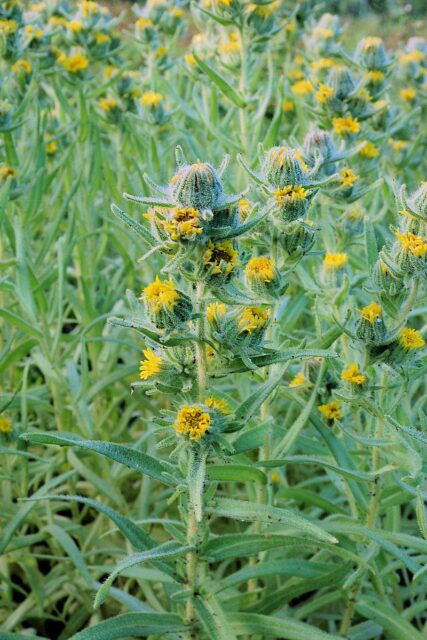 Letnička madie setá