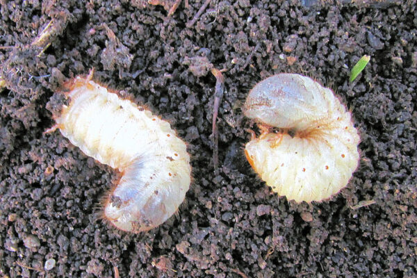 Ponrava zlatohlávka