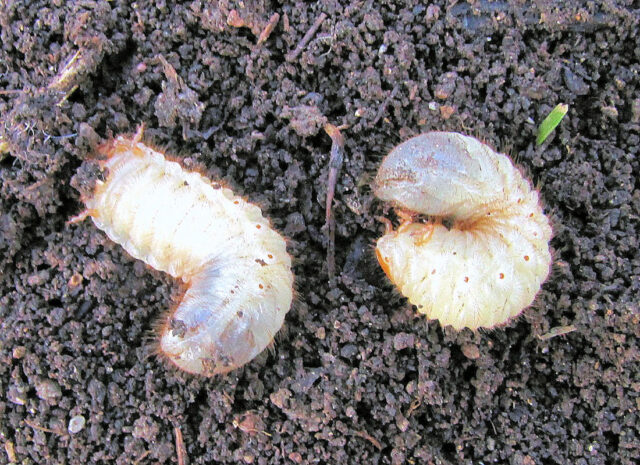 Ponrava zlatohlávka