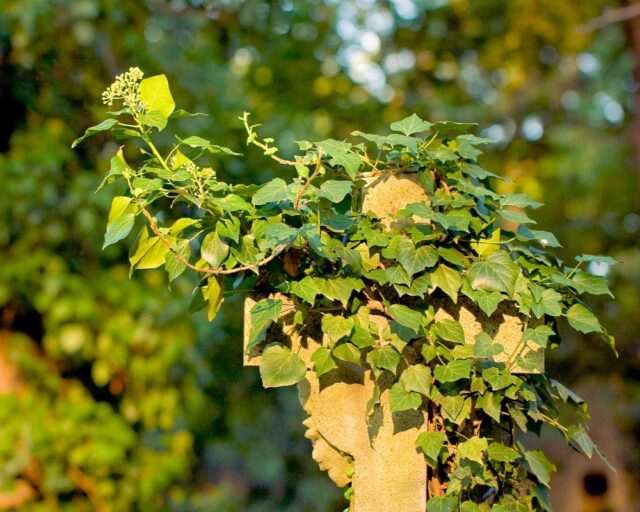 Břečťan - symbol věčnosti