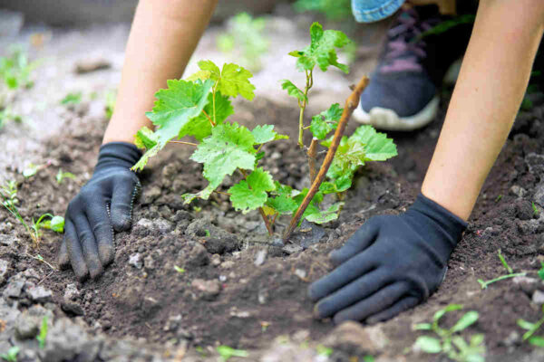 Výsadba révy