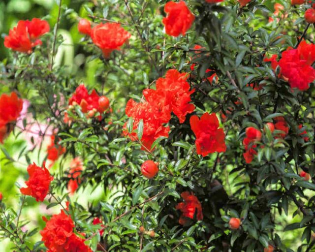 Granátovník - symbol plodnosti