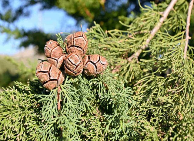 Cypřiš - symbol smutnu