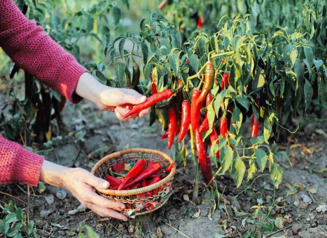 Sklizeň zralých chilli papriček