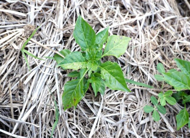 Chilli papriček je dobré podestlat slámou