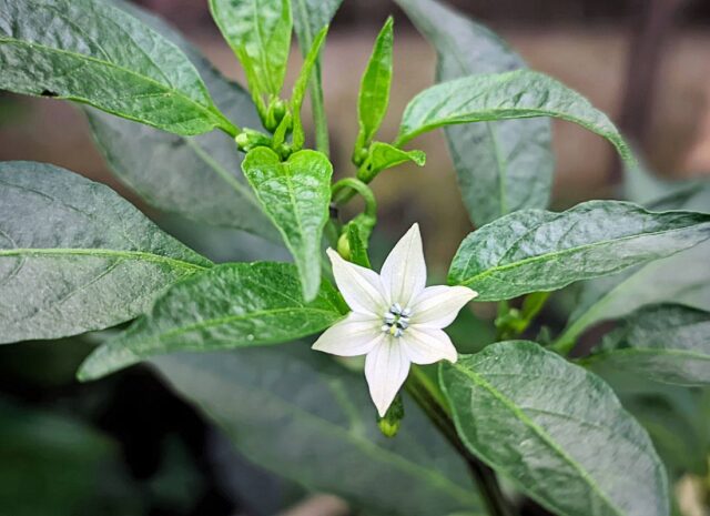 Květ chilli papričky