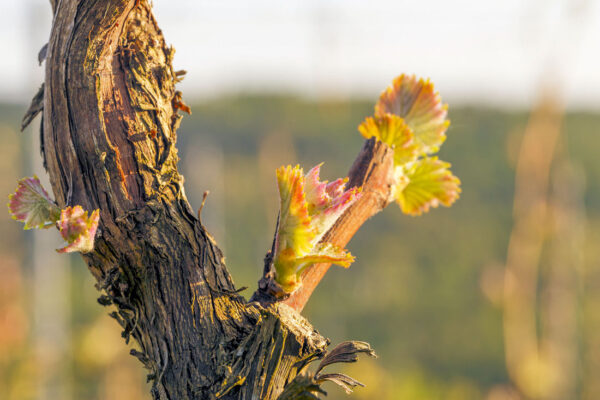 Réva vinná - starý keř