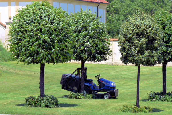 lípy snášejí hluboké sesazování