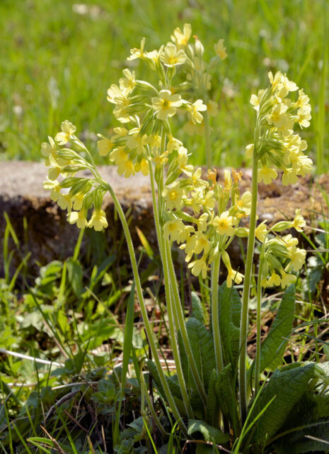 Jarní bylinky - prvosenka